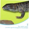 GRIRIW Reptile Terrarium Carpet, EVA Substrate Mat view 3