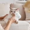 Cat Spray Brush and Comb for Pets view 3
