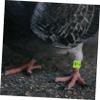 100 Aluminum Pigeon Leg Bands for Identification view 2