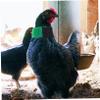 Gatuida 2-Pack Anti-Crowing Rooster Collars view 4