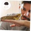 FONDOTIN 2-Piece Reptile Water Bowl Set view 3
