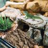 2-Piece Cork Bark Terrarium Background Decor view 2