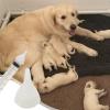 Puppy Feeding Nipple - Elastic Silicone with Squirrel Design view 4