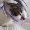 Pjeghbvop Antibite Cat Muzzle view 4