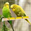 Bird Perch for Cage, Nail-Grinding Branch Stand view 3