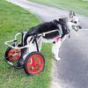 Adjustable Aluminum Dog Wheelchair for Disabled Hind Legs view 1