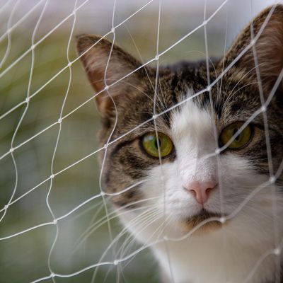 Cat Net for Balcony & Windows - 8 x 3 m - Transparent, Tear-Resistant, Extra-Large