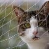 Cat Net for Balcony & Windows - 8 x 3 m - Transparent, Tear-Resistant, Extra-Large view 1