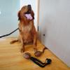 Interactive Coffee Bean Dog Puzzle Feeder, 11.3 x 8.5 cm view 4