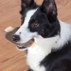 Durable Chew Toy for Aggressive Dogs view 2