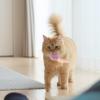 Interactive Feather Ball for Cats view 4
