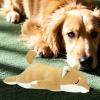 Interactive Plush Dog Toy view 2