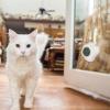 Catnip Balls for Cats - Dental Chew Treats view 3