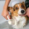 Non-Slip Pet Bath Brush with Shampoo Dispenser view 4