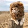 Lion Mane Costume for Cats view 2