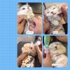Cat Grooming Wrap, Anti-Scratch, Anti-Escape, Self-Adhesive Pet Tool view 4