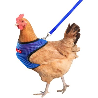 Chicken Harness - Adjustable Leash for Small Pets