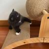 Cat Scratcher Board, Arched Bridge Design view 2