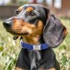 Personalized Dog Collar with Name and Phone Number view 2