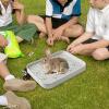 Rabbit Litter Box, Bunny Potty Box | Square Cage view 2