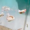Betta Hammock Platform, Leaf Decoration for Betta Fish view 2