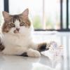 FmtwPhn Crinkle Cat Toys view 2