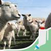 Lamb Feeding Bottle - 800 ml view 4
