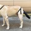 ETUCYNG 56 x 30 cm Dog Tail Protector, Adjustable, Black Oxford Fabric view 3