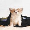 COWMMWOC Jellyfish Pet Ami Dog Blanket, Soft, Warm & Durable view 4
