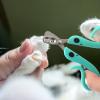 Cat Nail Clipper | Portable Pet Nail Trimmer for Cats, Kittens, Puppies, Rabbits, Birds, Chinchillas view 3