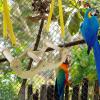 Wooden Bird Swing and Perch for Parakeets view 3