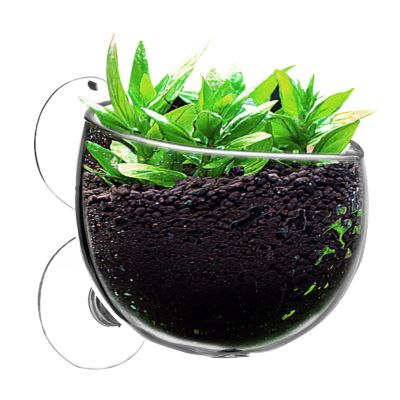 Bexdug Suction Cup Plant Holder