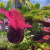 Bexdug Suction Cup Plant Holder view 2