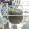 Bexdug Suction Cup Plant Holder view 3
