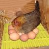 Silicone Nesting Pads | Washable Chicken Nest Box Pads view 2