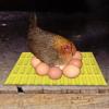 Silicone Nesting Pads | Washable Chicken Nest Box Pads view 3