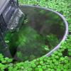 Floating Plant Tank Barrier for Aquariums view 4