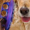 Dog Bath Brush view 2