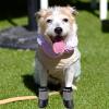 Waterproof Puppy Boots view 2