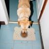 Non-Slip, Washable Dog Bowl Mat view 2
