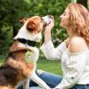 Dog Treat Training Pouch view 2