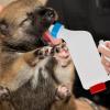 800 mL Goat Feeding Bottle with Ergonomic Handle view 2