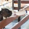 Goat and Livestock Baby Feeding Bottles, 2L/4L view 2