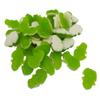 Gummy Green Frogs with White Foam Sugar Base, 300 g view 1