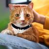 Dog Collar with Bowtie - Adjustable Pet Collar view 3
