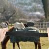 Adjustable Thigh Straps for Horse Blankets view 4