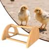 Interactive Chicken Perch with Mirror view 4