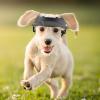Dog Baseball Cap, Outdoor Sun Protection Hat view 2