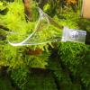 Aquarium Lily Pipe - Inlet and Outlet Tube view 2