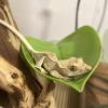 Frog Bathing Platform for Terrariums view 2